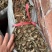 鱼腥草