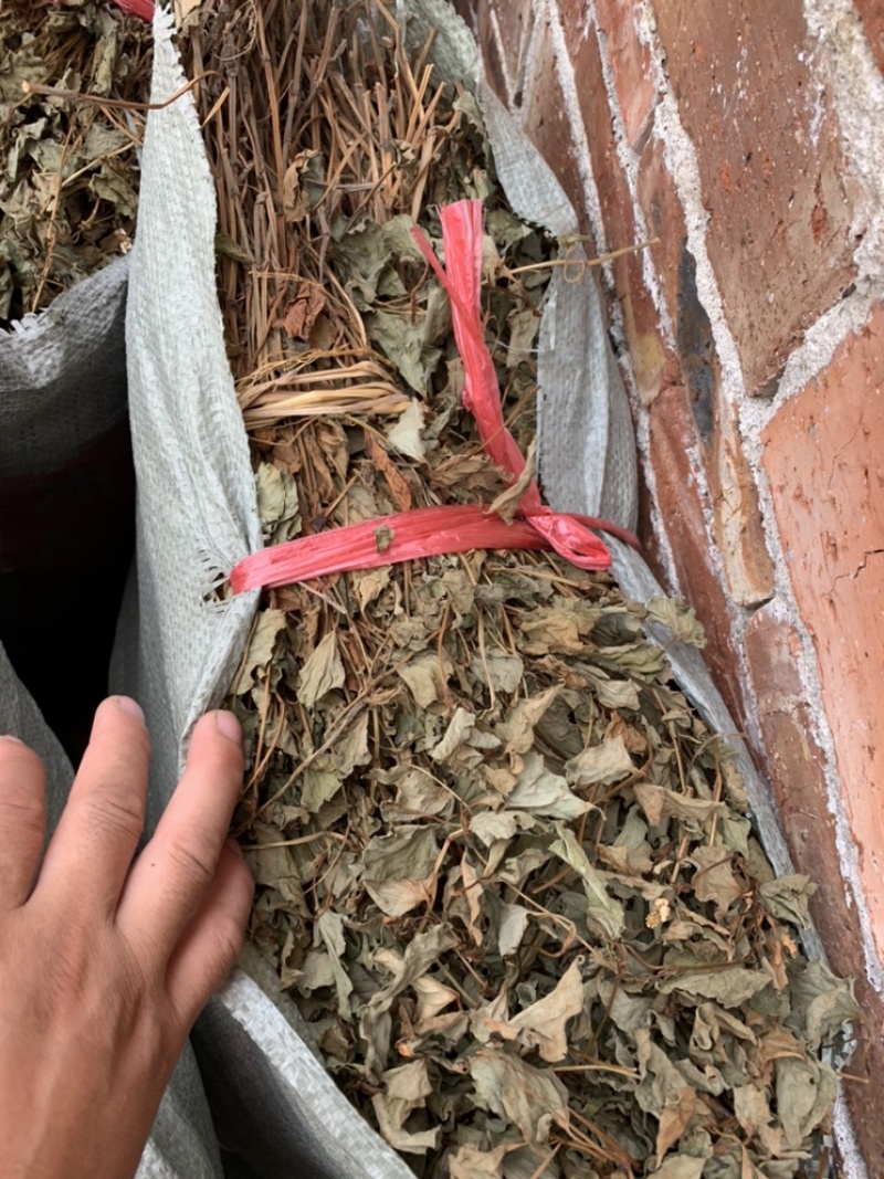 鱼腥草