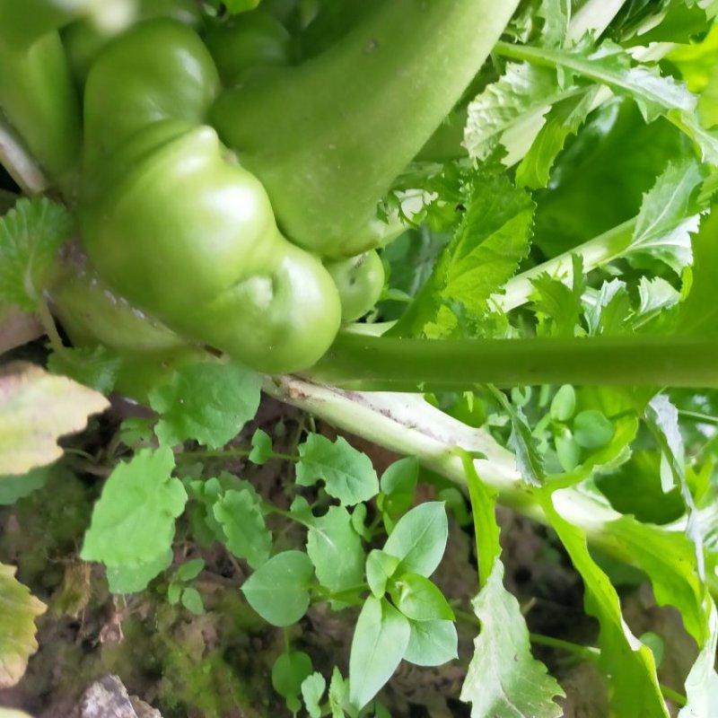 二俩起步，无烂，新鲜榨菜