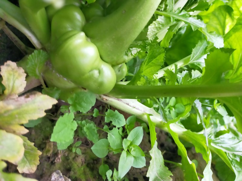二俩起步，无烂，新鲜榨菜