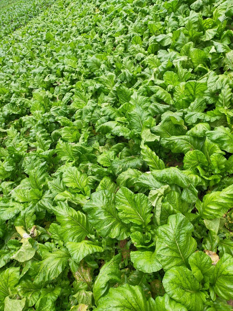 二俩起步，无烂，新鲜榨菜
