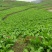 二俩起步，无烂，新鲜榨菜
