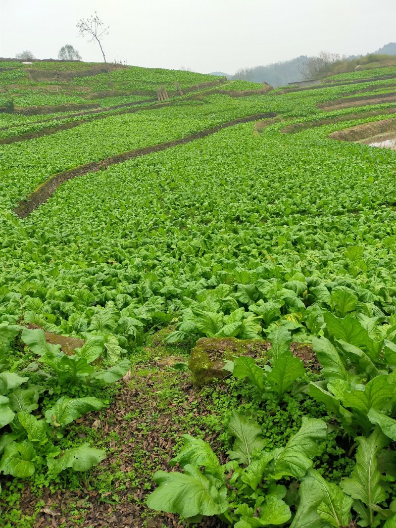 二俩起步，无烂，新鲜榨菜