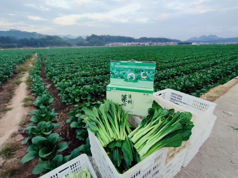 迟菜心