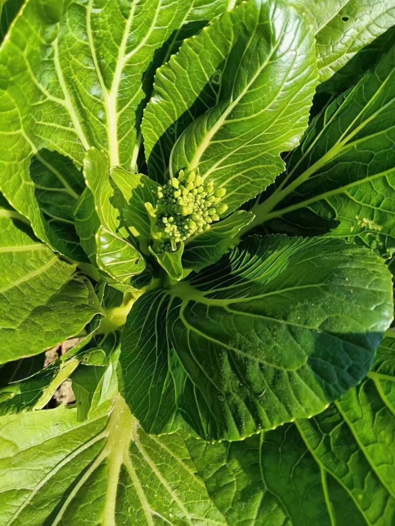 迟菜心