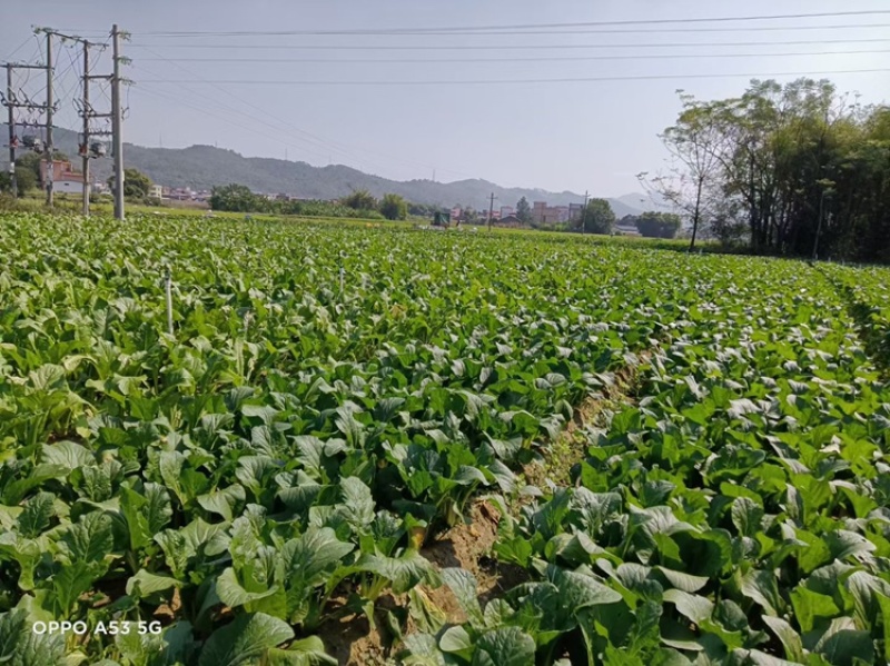 迟菜心