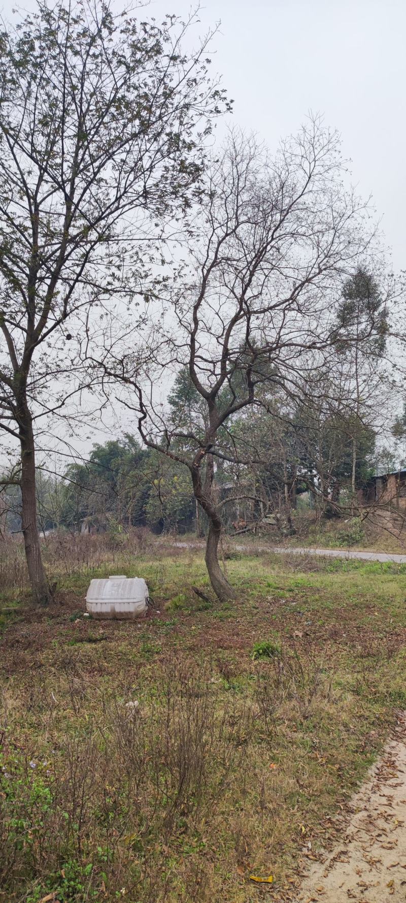 精品乌桕广西乌桕丛生乌桕规格齐全，便宜批发