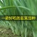 平龙黑苗韭菜种子味浓香高产抗病白根宽叶四季蔬菜韭菜种子