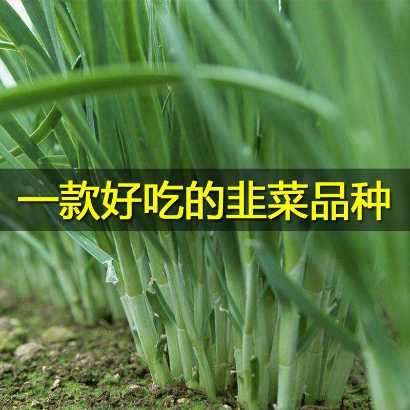 平龙黑苗韭菜种子味浓香高产抗病白根宽叶四季蔬菜韭菜种子