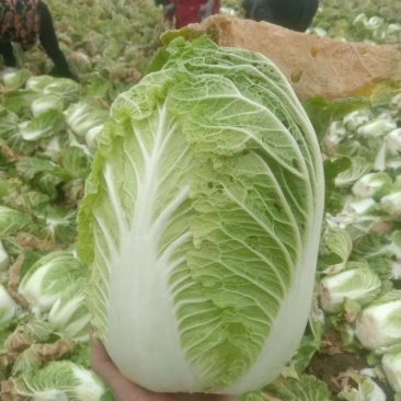 黄心白菜【推荐】河南精品黄心白菜基地现货实力代办可视频看货