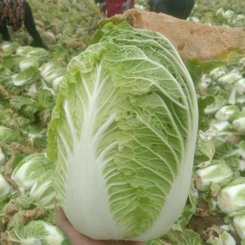 黄心白菜【推荐】河南精品黄心白菜基地现货实力代办可视频看货