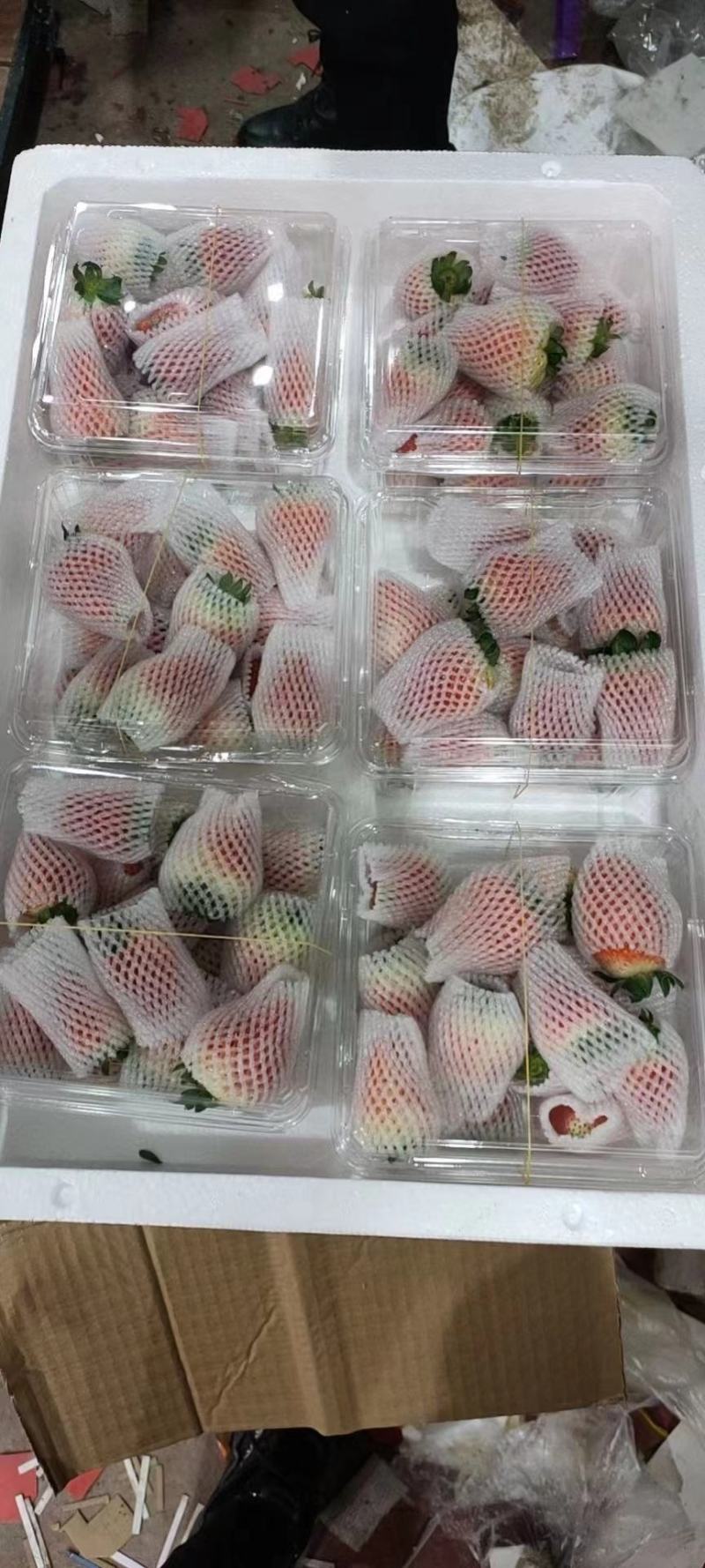 【草莓】阜阳精品天仙醉草莓大量有货现摘现发欢迎采购