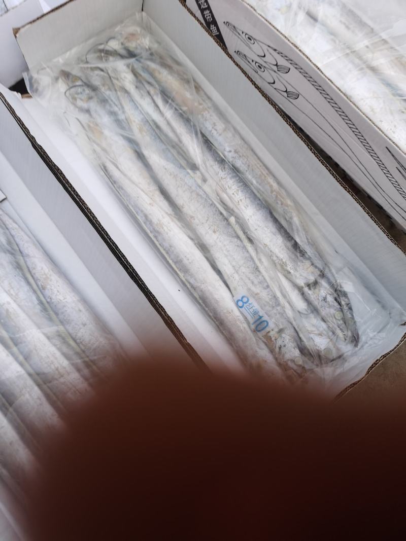 舟山刀鱼网红带鱼段一手货源鲁北海产生鲜供应链