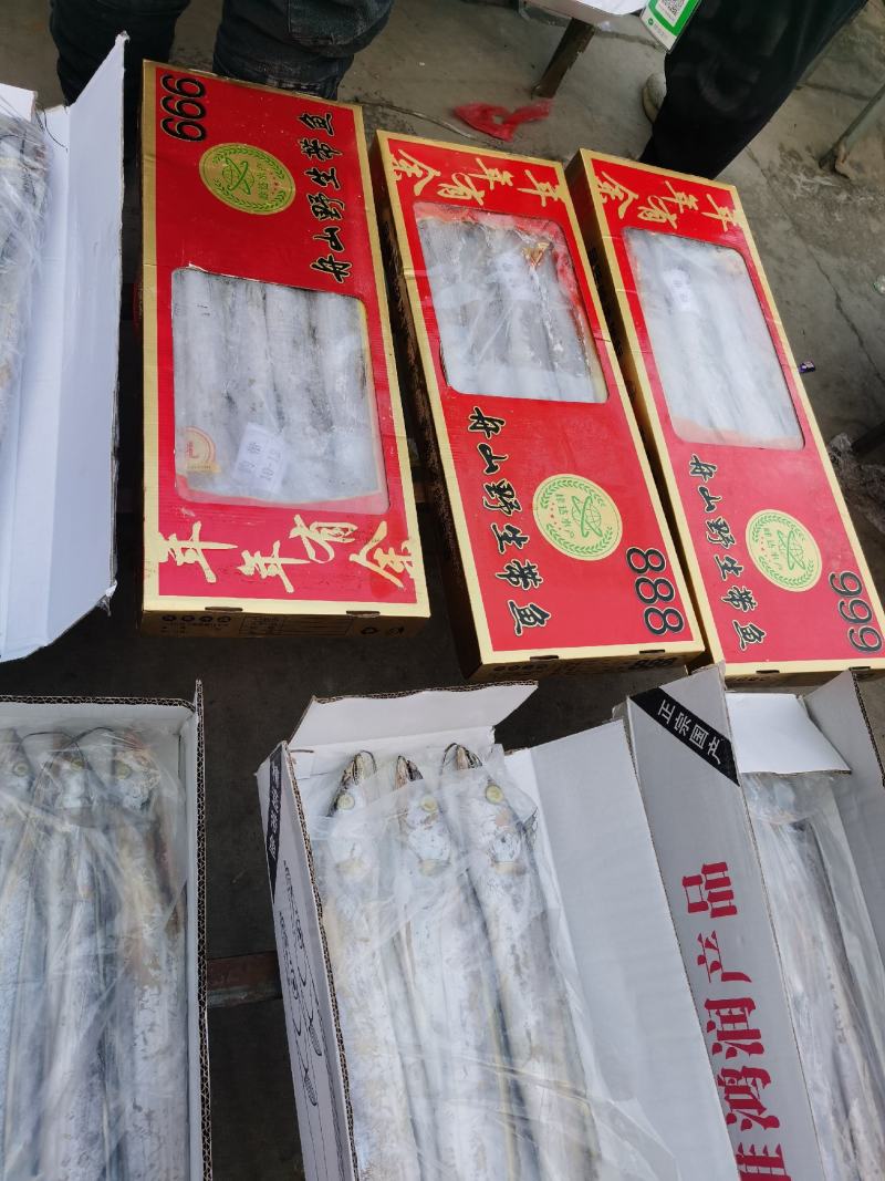 舟山刀鱼网红带鱼段一手货源鲁北海产生鲜供应链