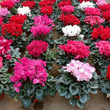 年宵花仙客来等花卉大量批发，基地直供，欢迎来电咨询