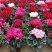 年宵花仙客来等花卉大量批发，基地直供，欢迎来电咨询