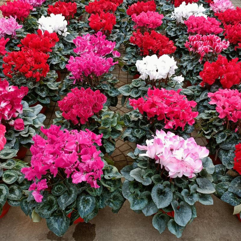 年宵花仙客来等花卉大量批发，基地直供，欢迎来电咨询