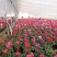 年宵花仙客来等花卉大量批发，基地直供，欢迎来电咨询