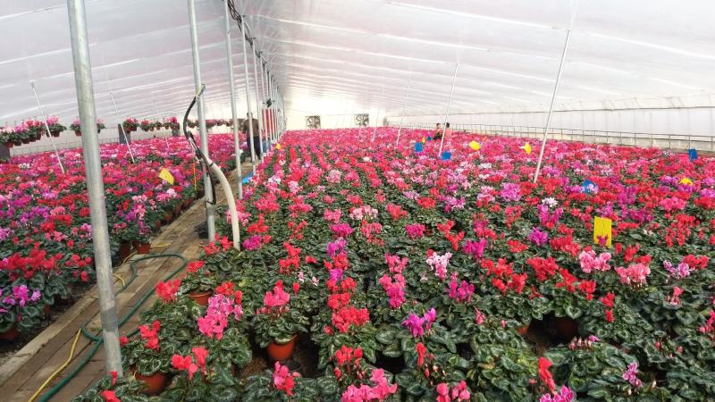 年宵花仙客来等花卉大量批发，基地直供，欢迎来电咨询