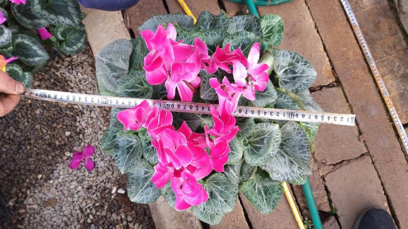 年宵花仙客来等花卉大量批发，基地直供，欢迎来电咨询