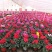 年宵花仙客来等花卉大量批发，基地直供，欢迎来电咨询