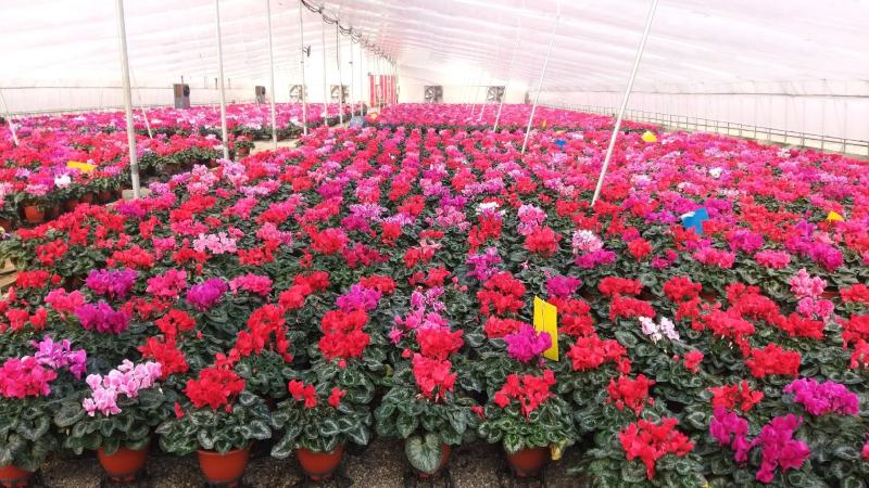 年宵花仙客来等花卉大量批发，基地直供，欢迎来电咨询
