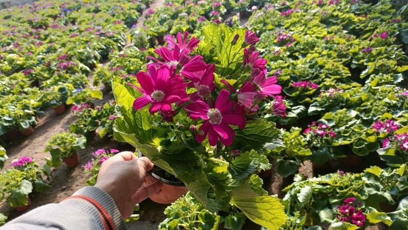 瓜叶菊盆栽花卉80万盆低价批发，货源充足，基地直供