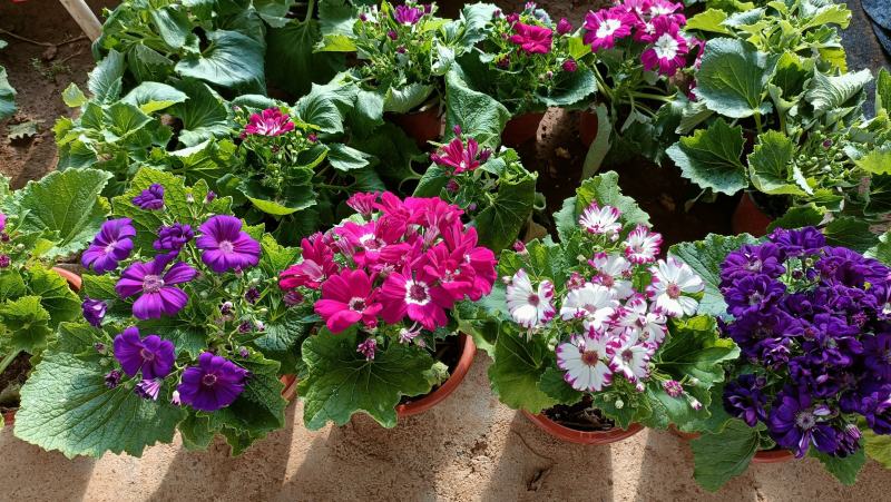 瓜叶菊盆栽花卉80万盆低价批发，货源充足，基地直供