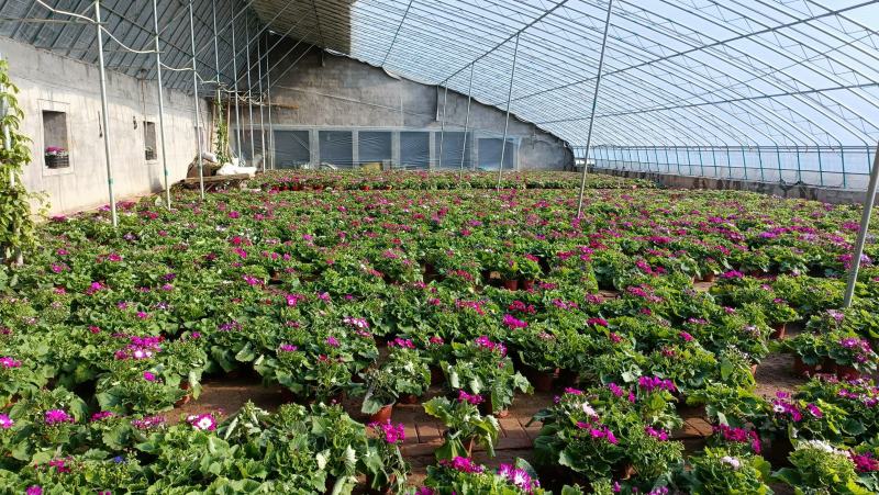 瓜叶菊盆栽花卉80万盆低价批发，货源充足，基地直供
