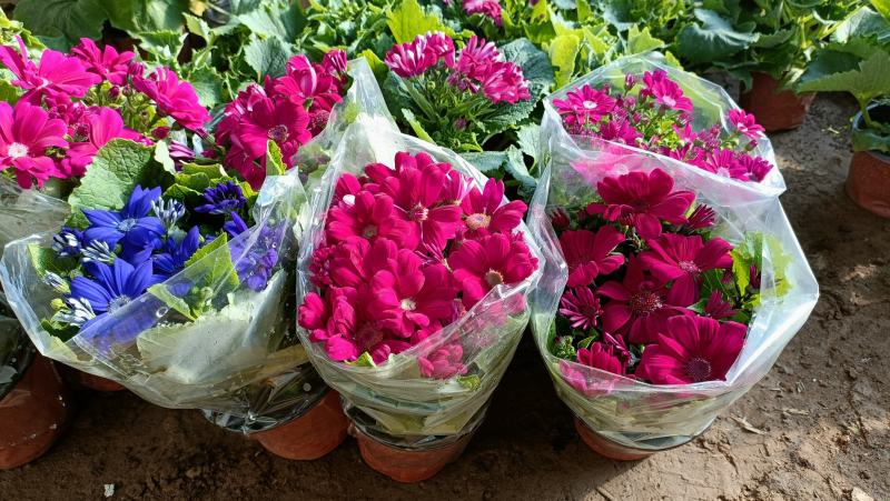 瓜叶菊盆栽花卉80万盆低价批发，货源充足，基地直供