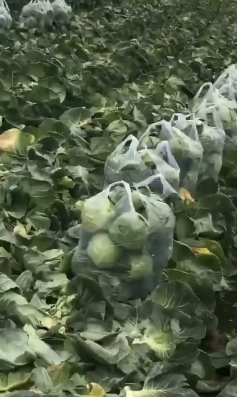 甘蓝，包菜，精品上市，试邀批发商，平台电商，超市共同合作