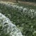 甘蓝，包菜，精品上市，试邀批发商，平台电商，超市共同合作