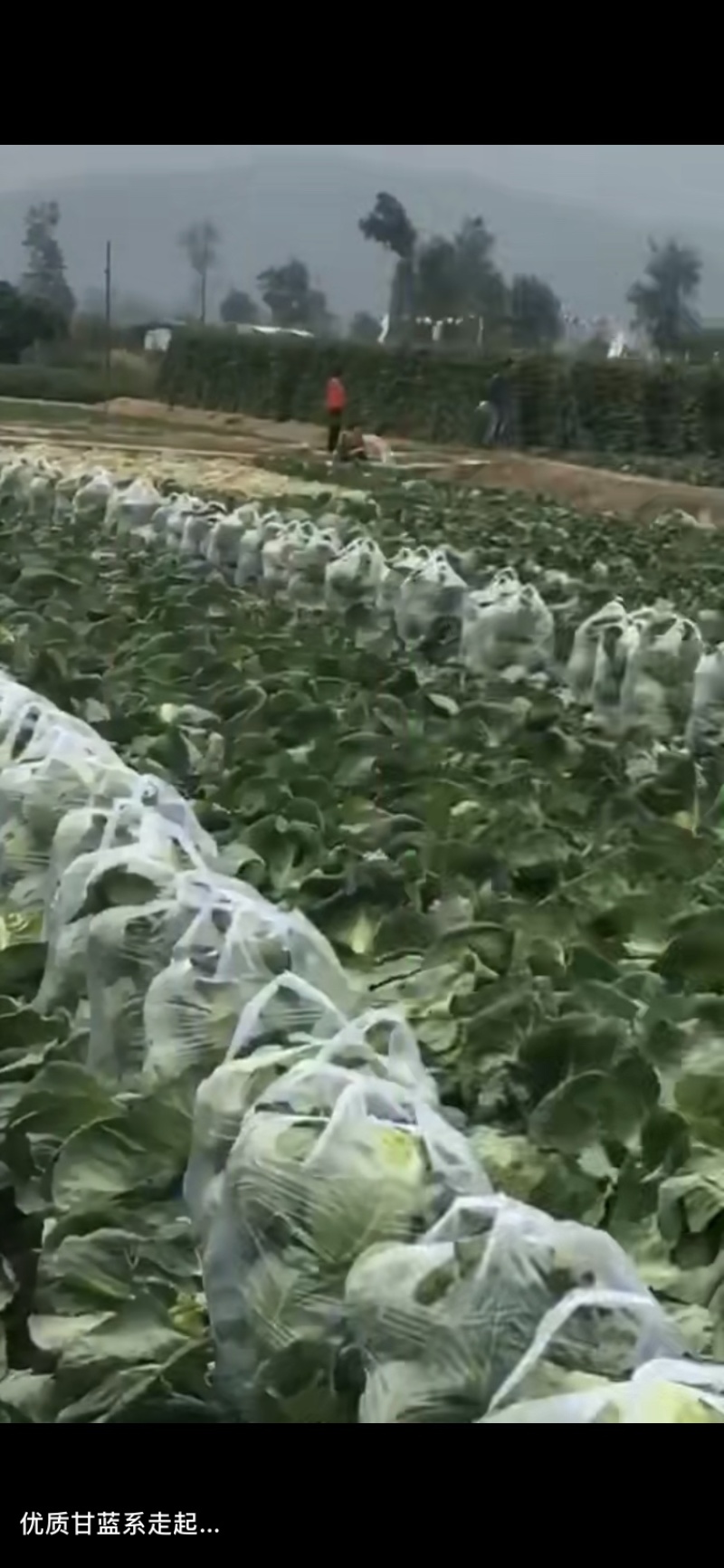 甘蓝，包菜，精品上市，试邀批发商，平台电商，超市共同合作