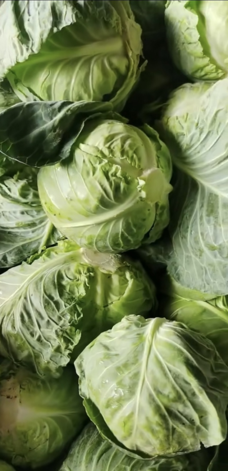 甘蓝，包菜，精品上市，试邀批发商，平台电商，超市共同合作