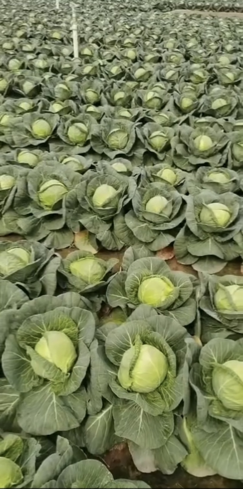 甘蓝，包菜，精品上市，试邀批发商，平台电商，超市共同合作