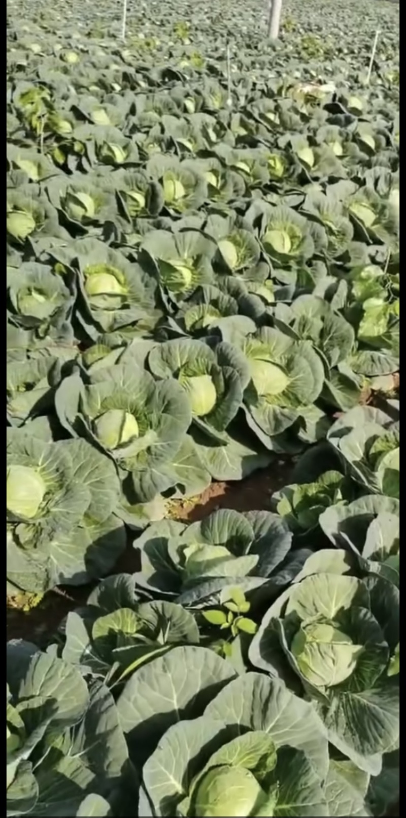 甘蓝，包菜，精品上市，试邀批发商，平台电商，超市共同合作