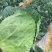 甘蓝，包菜，精品上市，试邀批发商，平台电商，超市共同合作