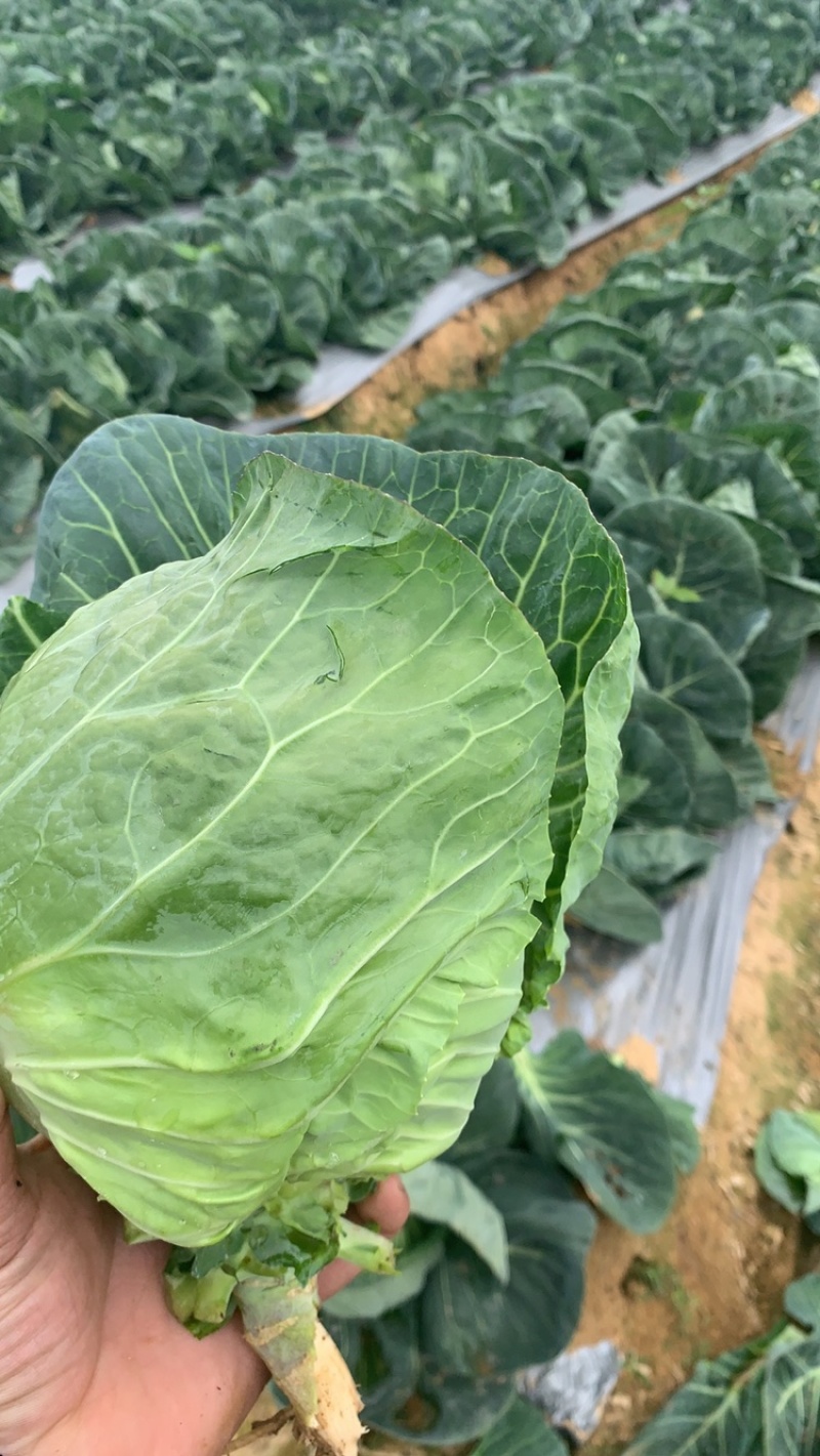 甘蓝，包菜，精品上市，试邀批发商，平台电商，超市共同合作