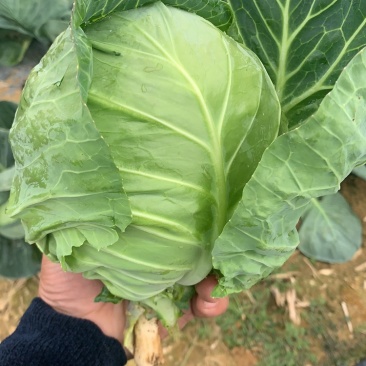 甘蓝，包菜，精品上市，试邀批发商，平台电商，超市共同合作