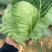 甘蓝，包菜，精品上市，试邀批发商，平台电商，超市共同合作