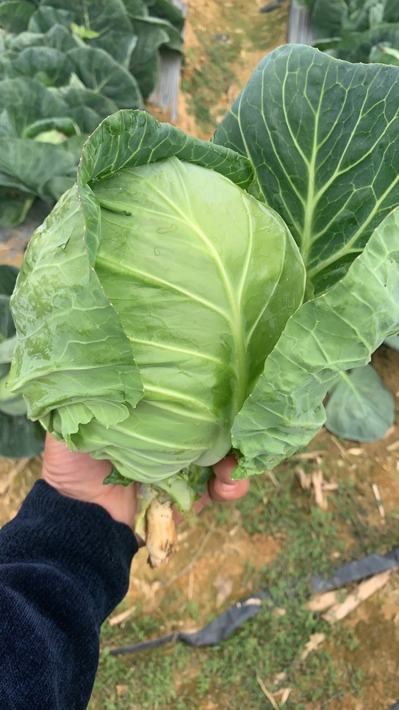 甘蓝，包菜，精品上市，试邀批发商，平台电商，超市共同合作