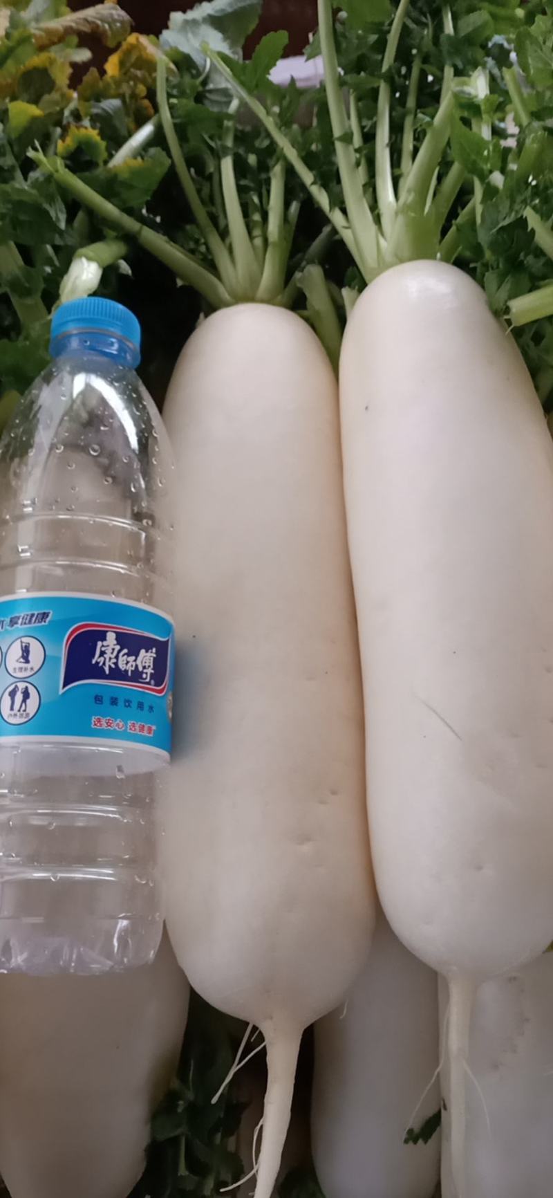 优质白萝卜，产地，四川遂宁，重庆潼南，欢迎老板下单。