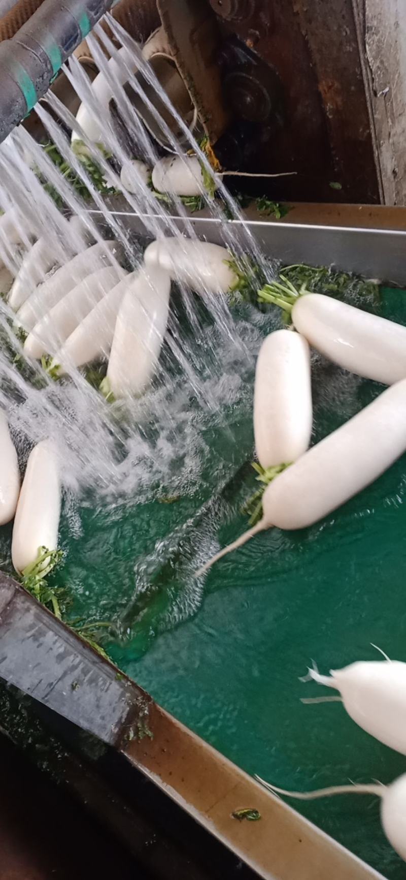 优质白萝卜，产地，四川遂宁，重庆潼南，欢迎老板下单。