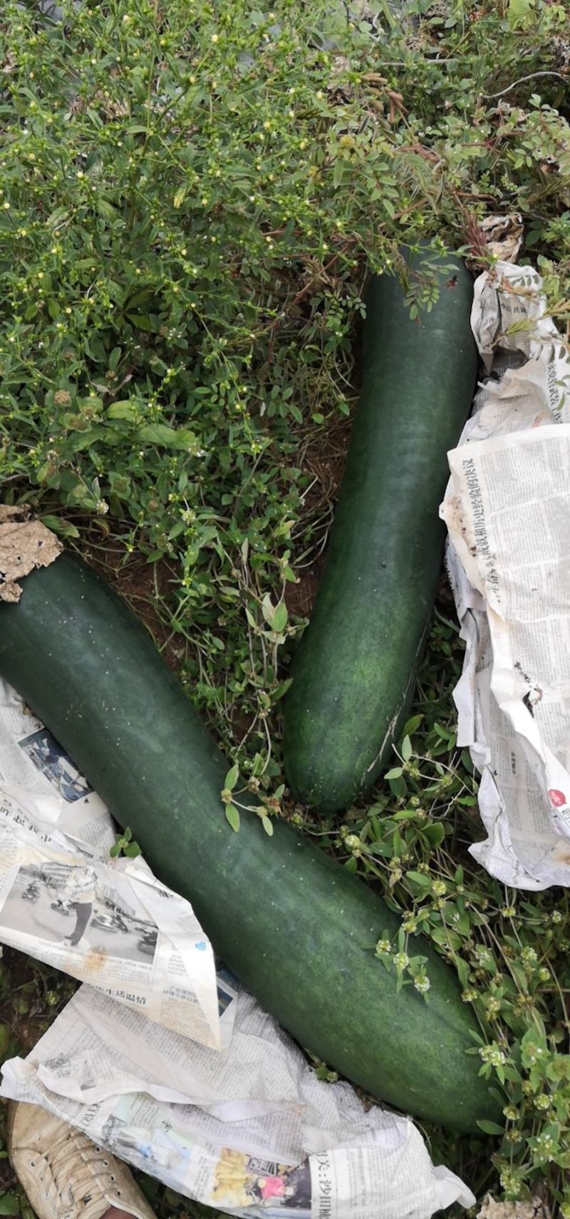 北海优质大冬瓜，品质好，欢迎全国客商咨询采购。