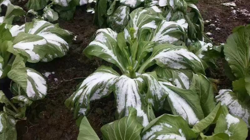 热销连州白菜干，菜心干大量上市，无硫，香味浓郁，蒸鸡