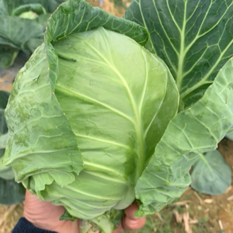 精品甘蓝包菜，散装，袋装，试邀批发商，平台，超市