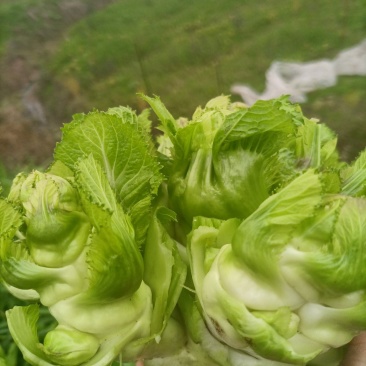 本地儿菜