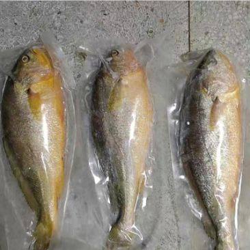 4-5两的大黄鱼独立包装