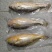 4-5两的大黄鱼独立包装