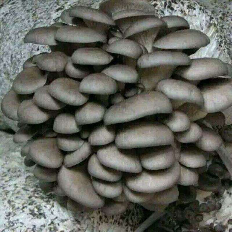 各种干菇，鲜平菇及菌包
